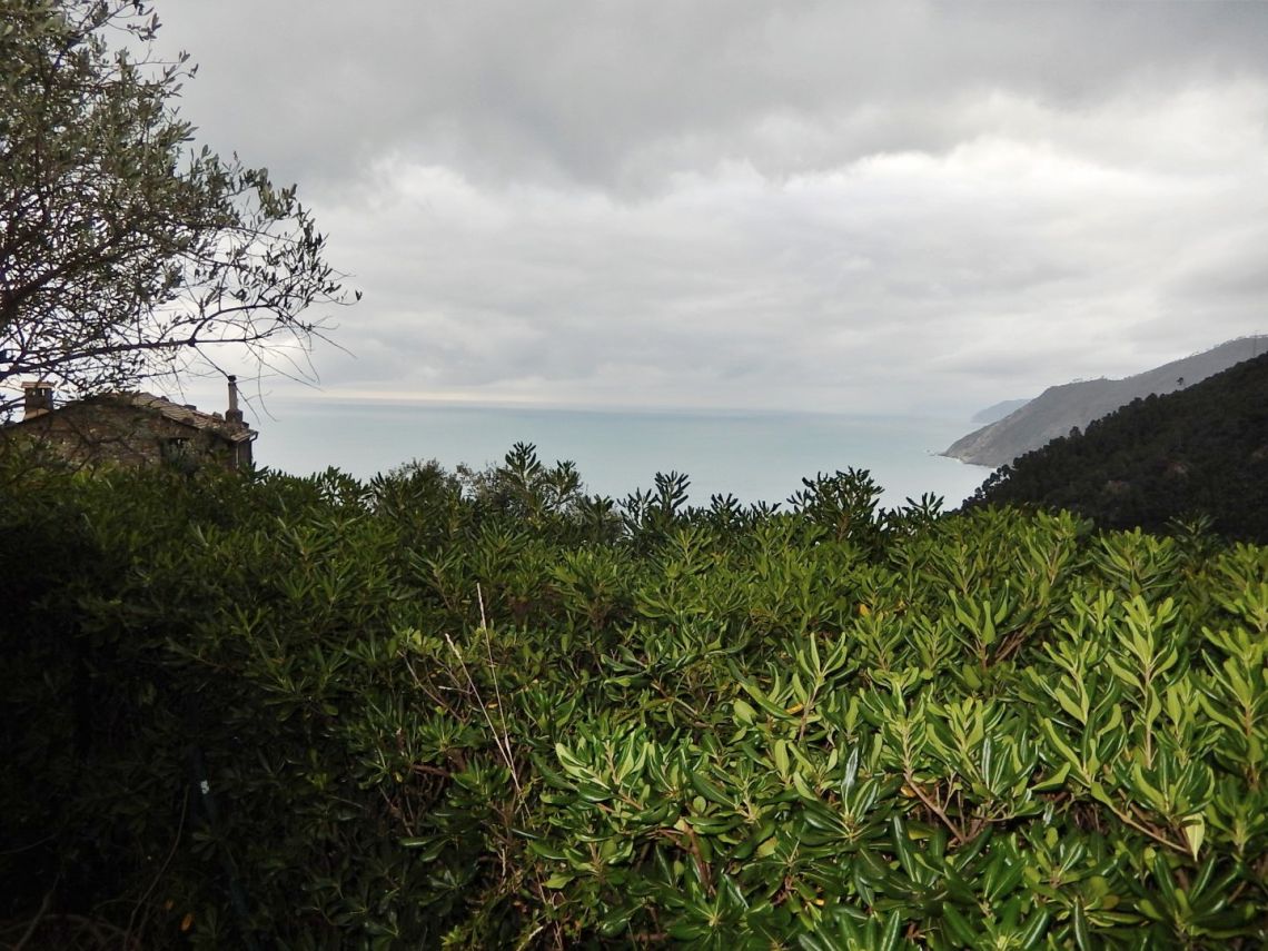 733 | Bonassola - Ville - Cinque Terre